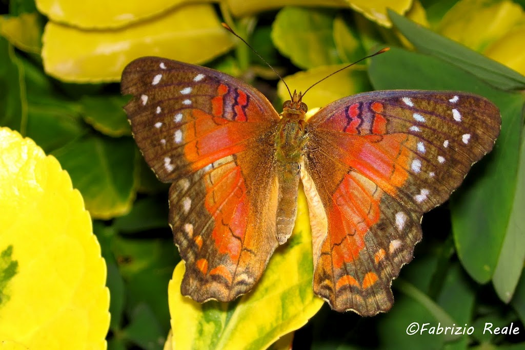 Da identificare - Anartia cf. amathea (Sud America)